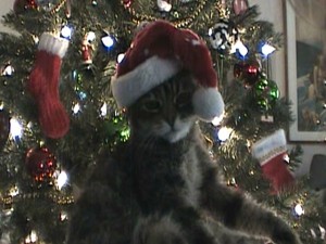 catchristmas1024