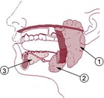 parotid gland