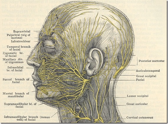 nerves-facial-morris